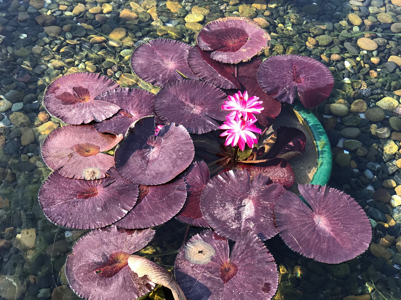 lotus water pink lotus free photo