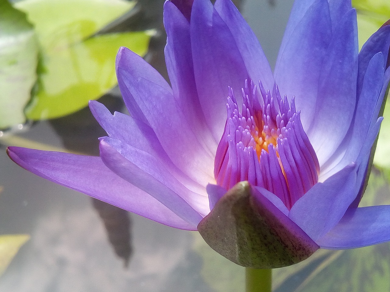 lotus purple lotus refreshing free photo