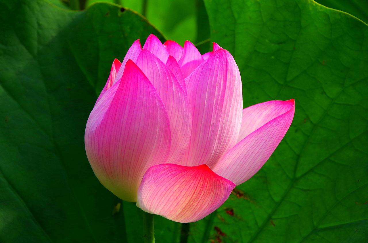 lotus flowers green free photo