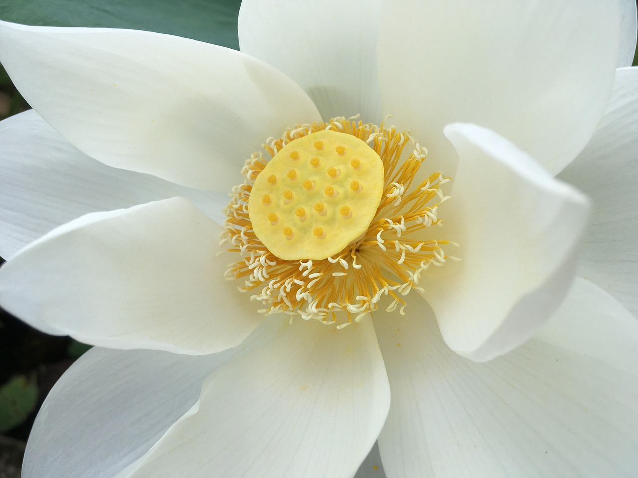lotus white yellow free photo