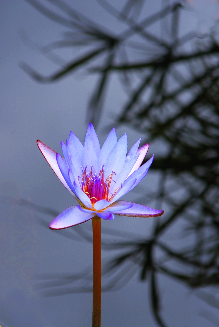 lotus water nature free photo