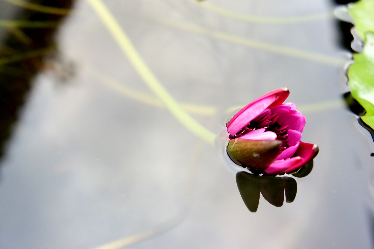 lotus on the water aquatic plants free photo