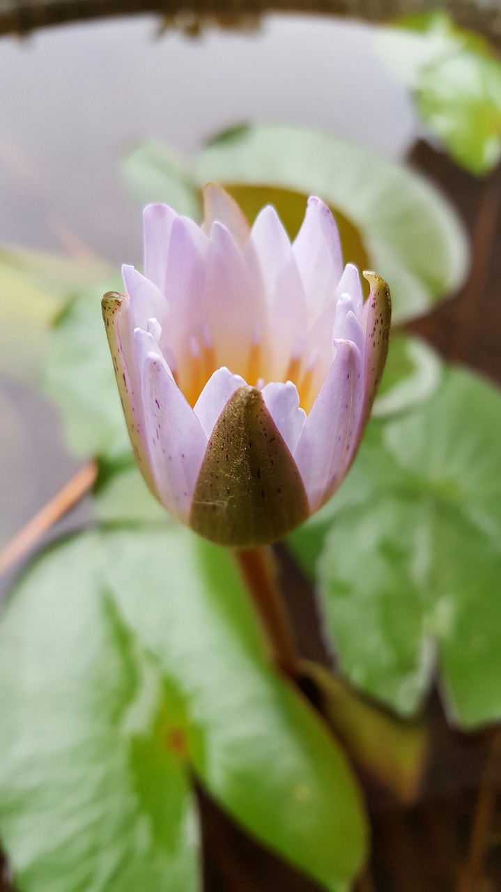 lotus lavender natural free photo