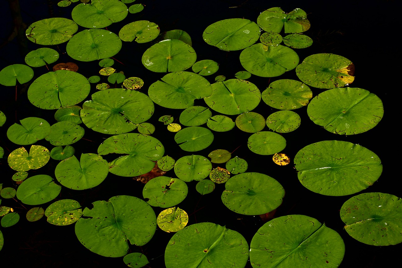lotus water lily dahlia anemone free photo