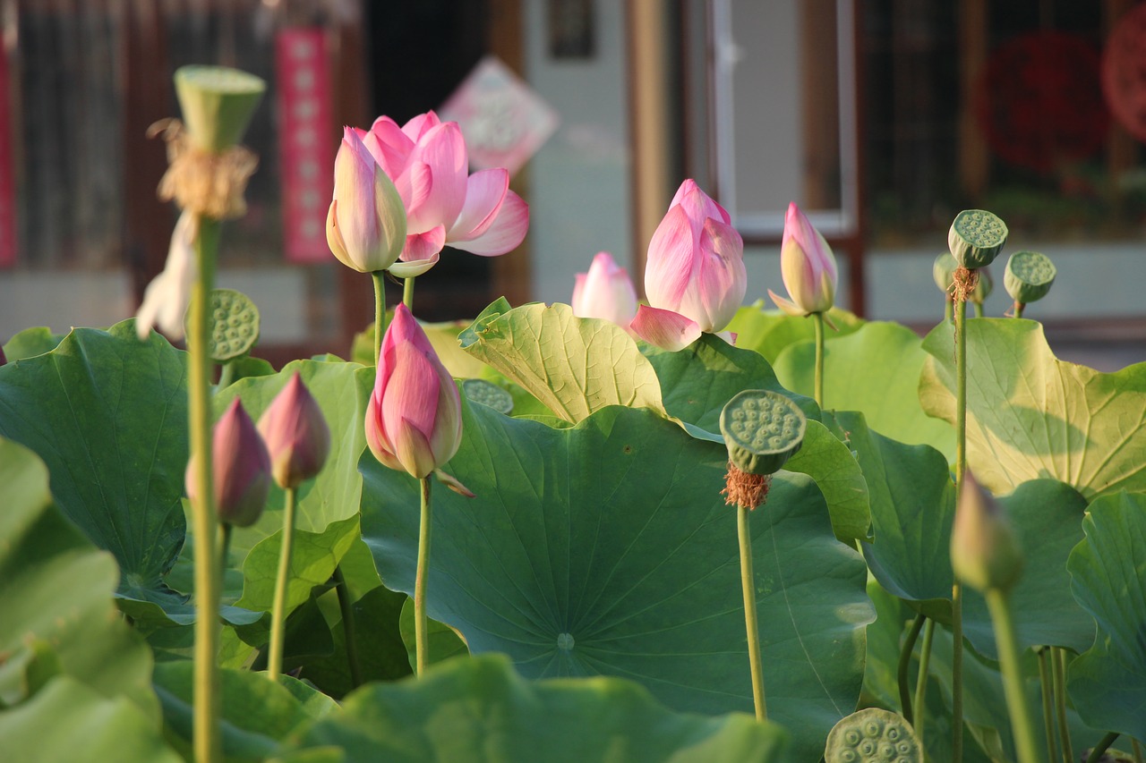 lotus flower summer free photo