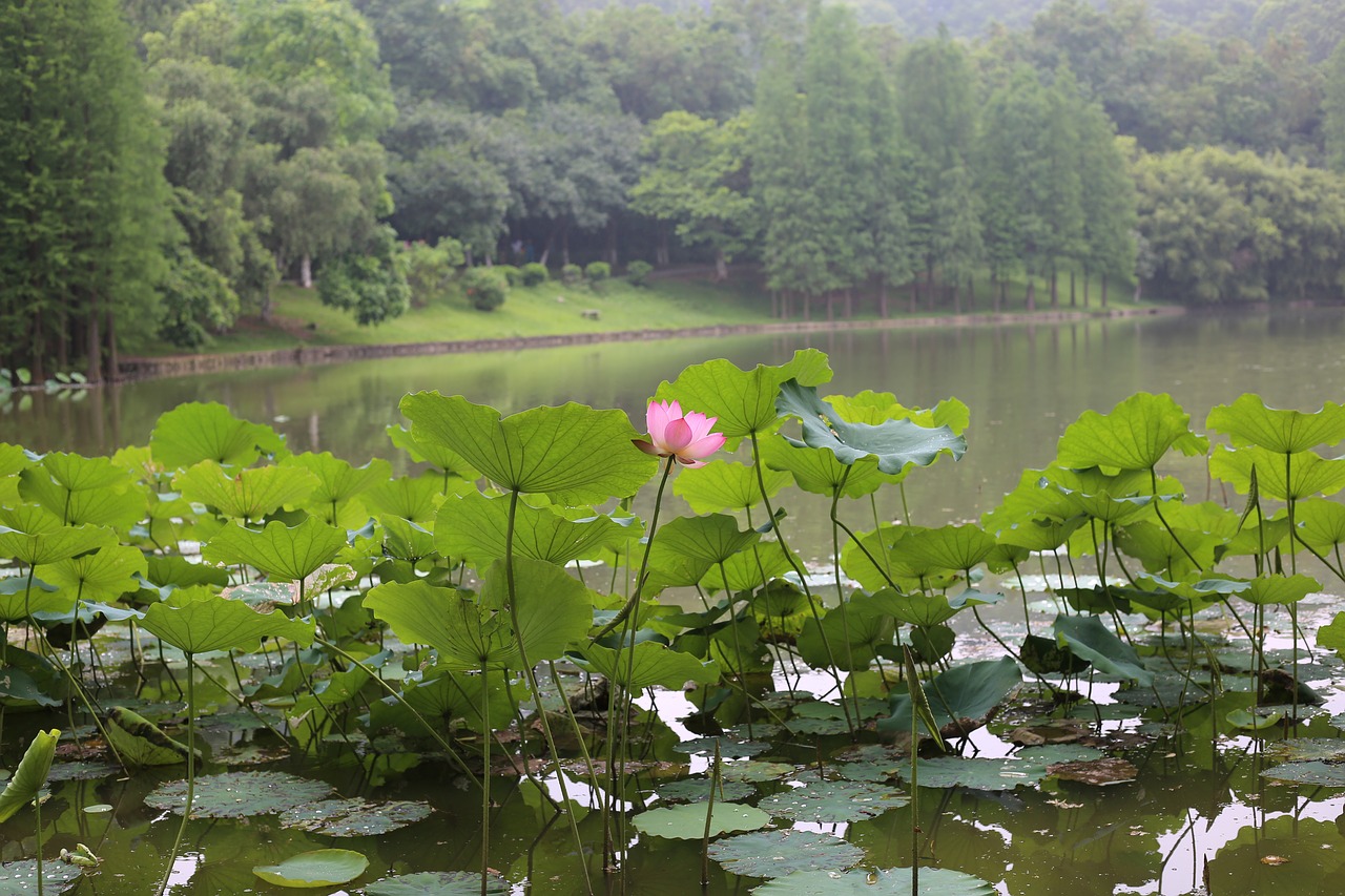 lotus landscape the scenery free photo