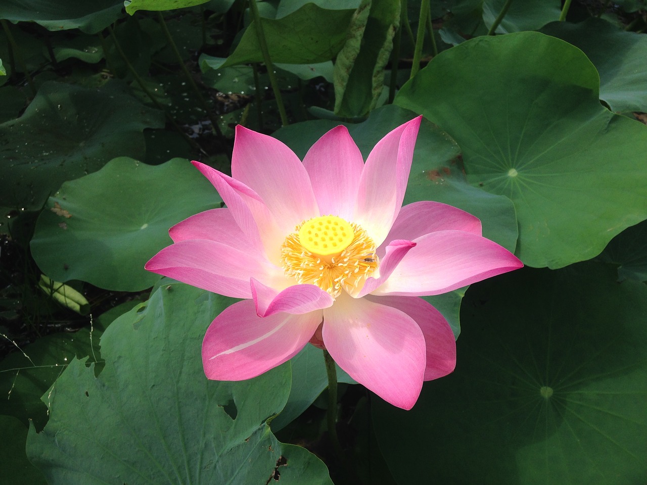 lotus flower blossom free photo
