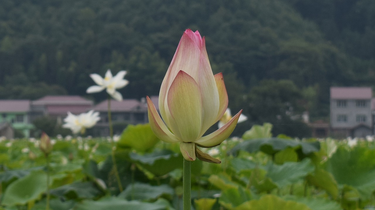 lotus pond country free photo