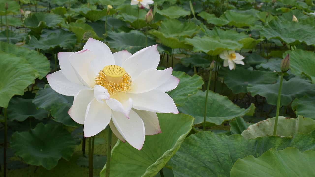 lotus pond country free photo