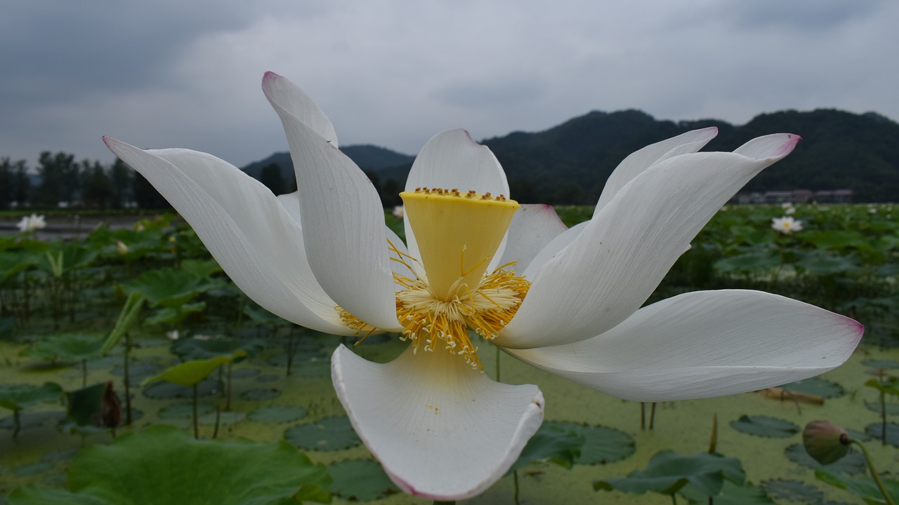 lotus pond country free photo