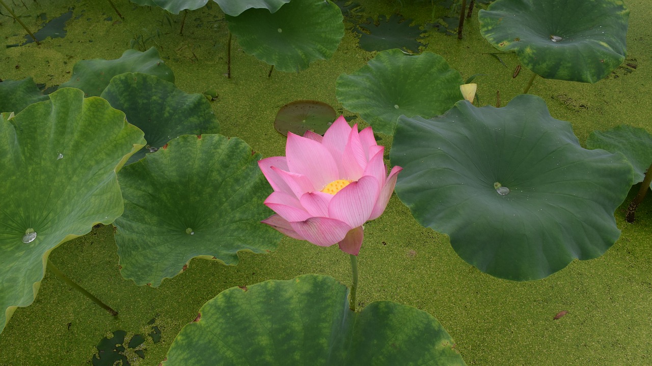 lotus pond country free photo