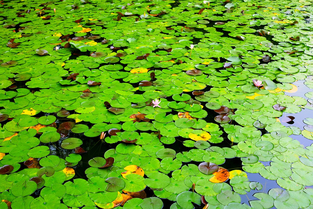 lotus lotus leaf pond free photo