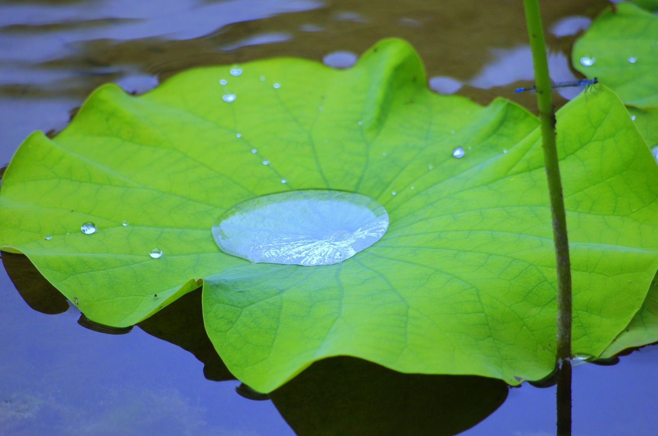 lotus water nirvana free photo