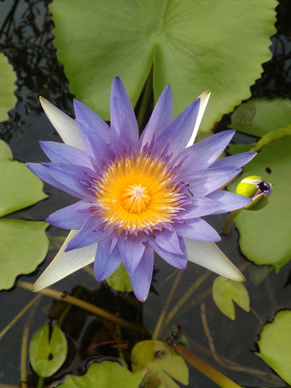 lotus beautiful bright free photo