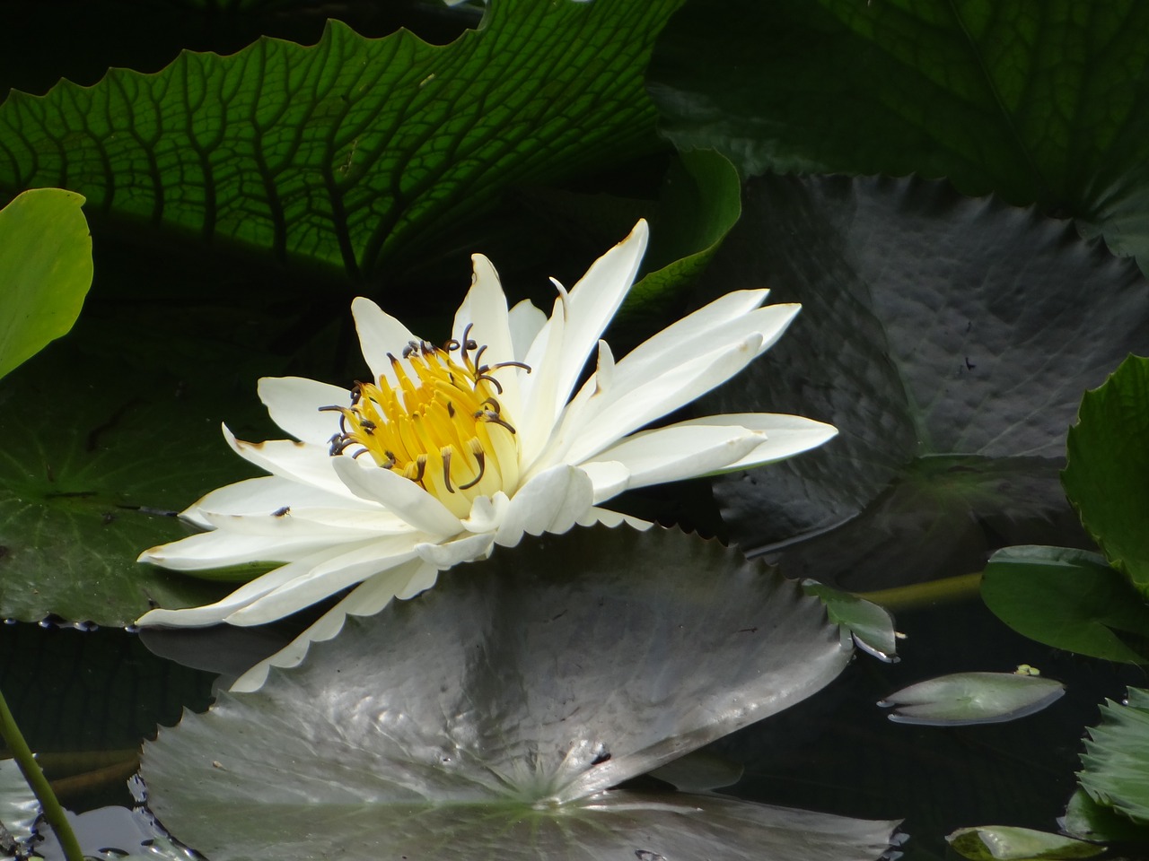 lotus flower pond free photo