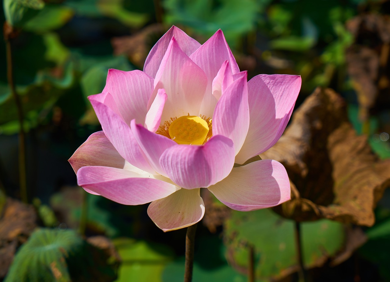 lotus flower nature free photo