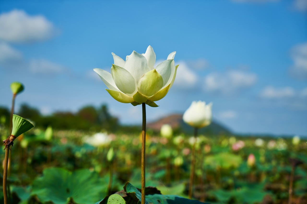 lotus flower nature free photo