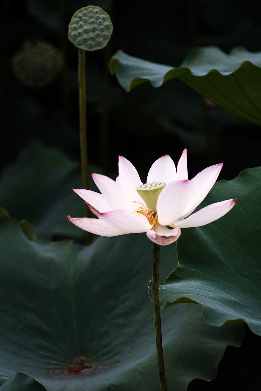 lotus summer canton free photo