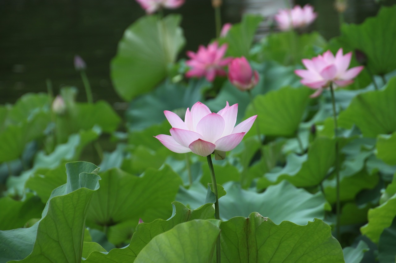 lotus flower lotus leaf free photo