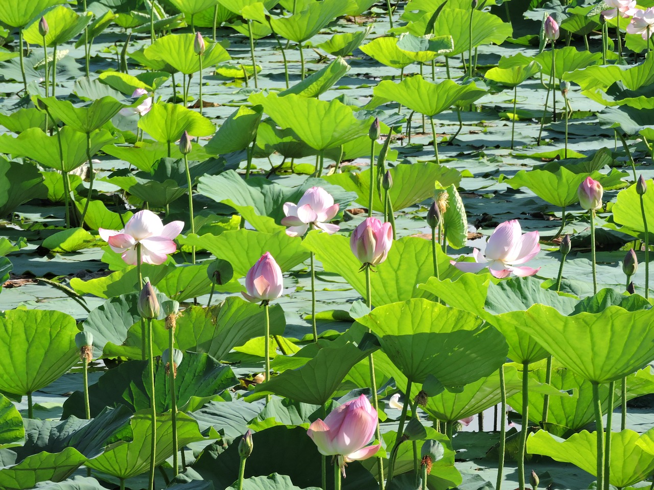 lotus marsh natural free photo