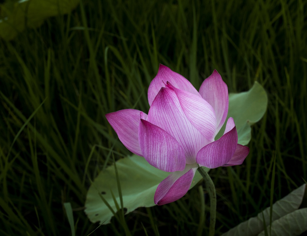 lotus lonely leaning free photo