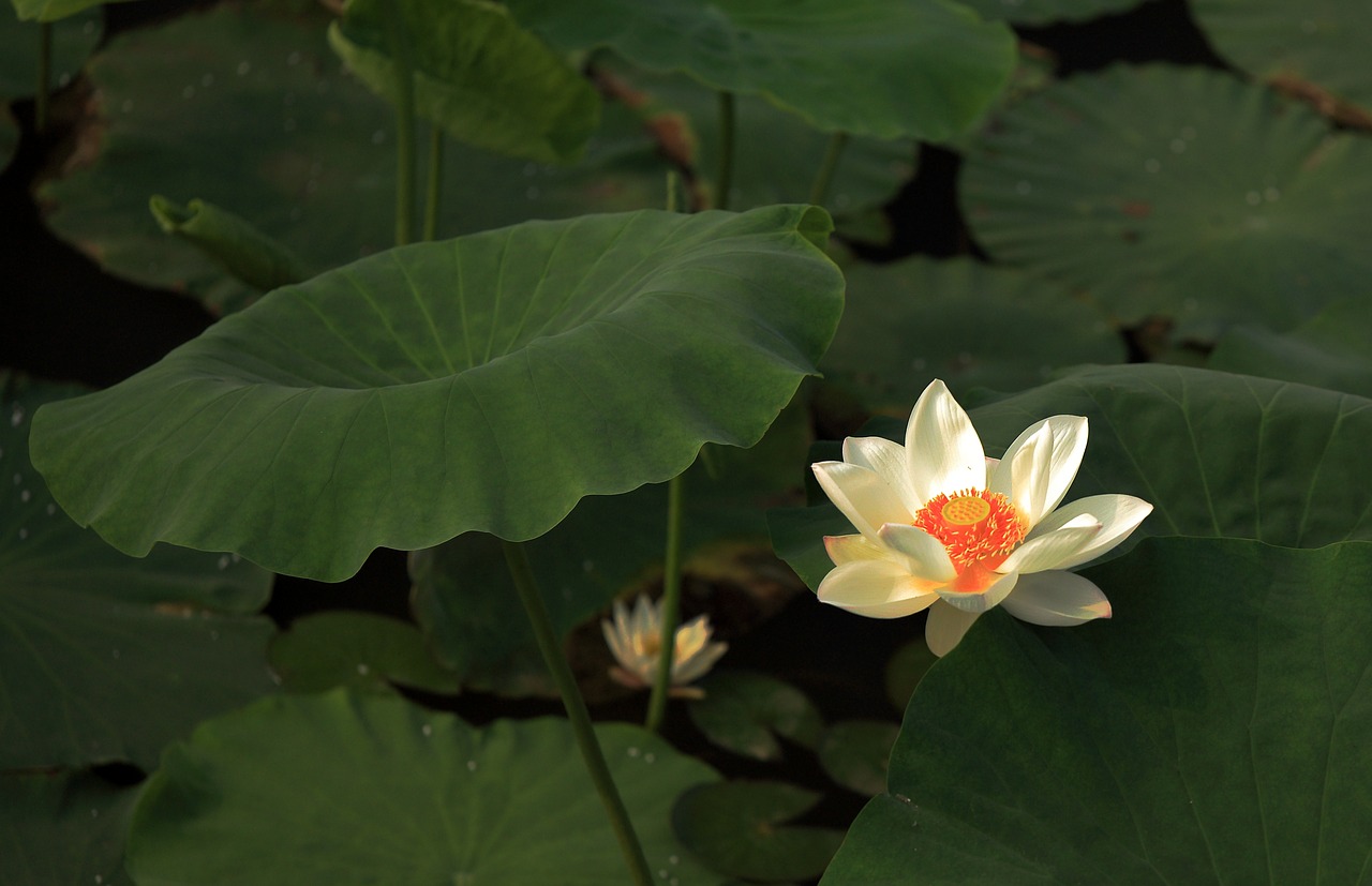 lotus flower works free photo