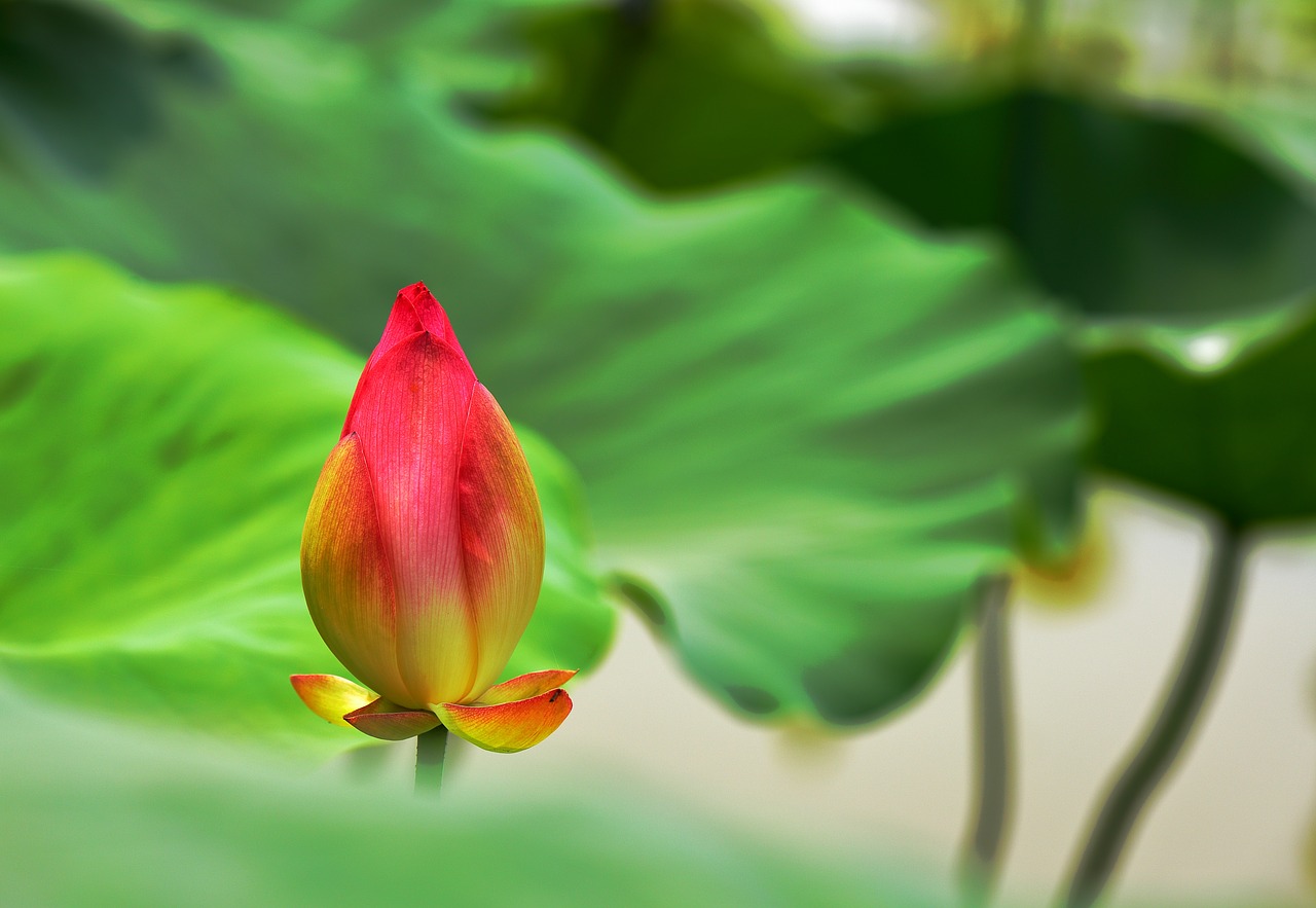 lotus flower cold good work free photo