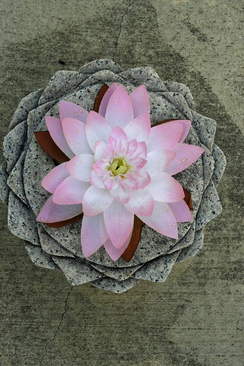 lotus round pink free photo