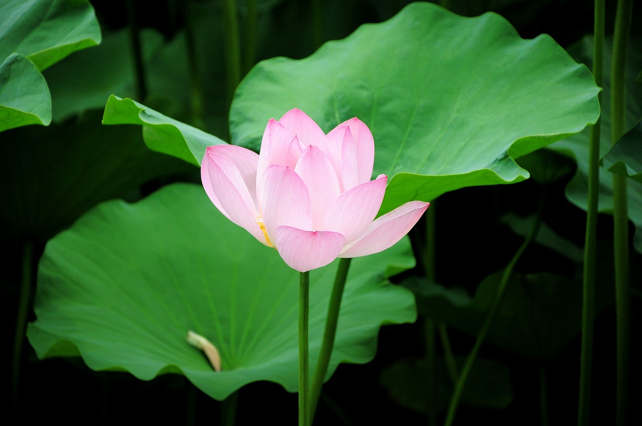 lotus flower pond free photo