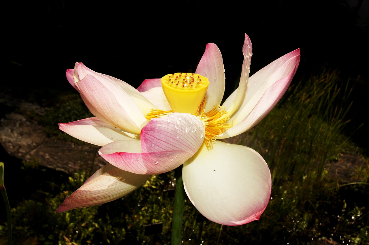 lotus chiaroscuro aquatic flower free photo