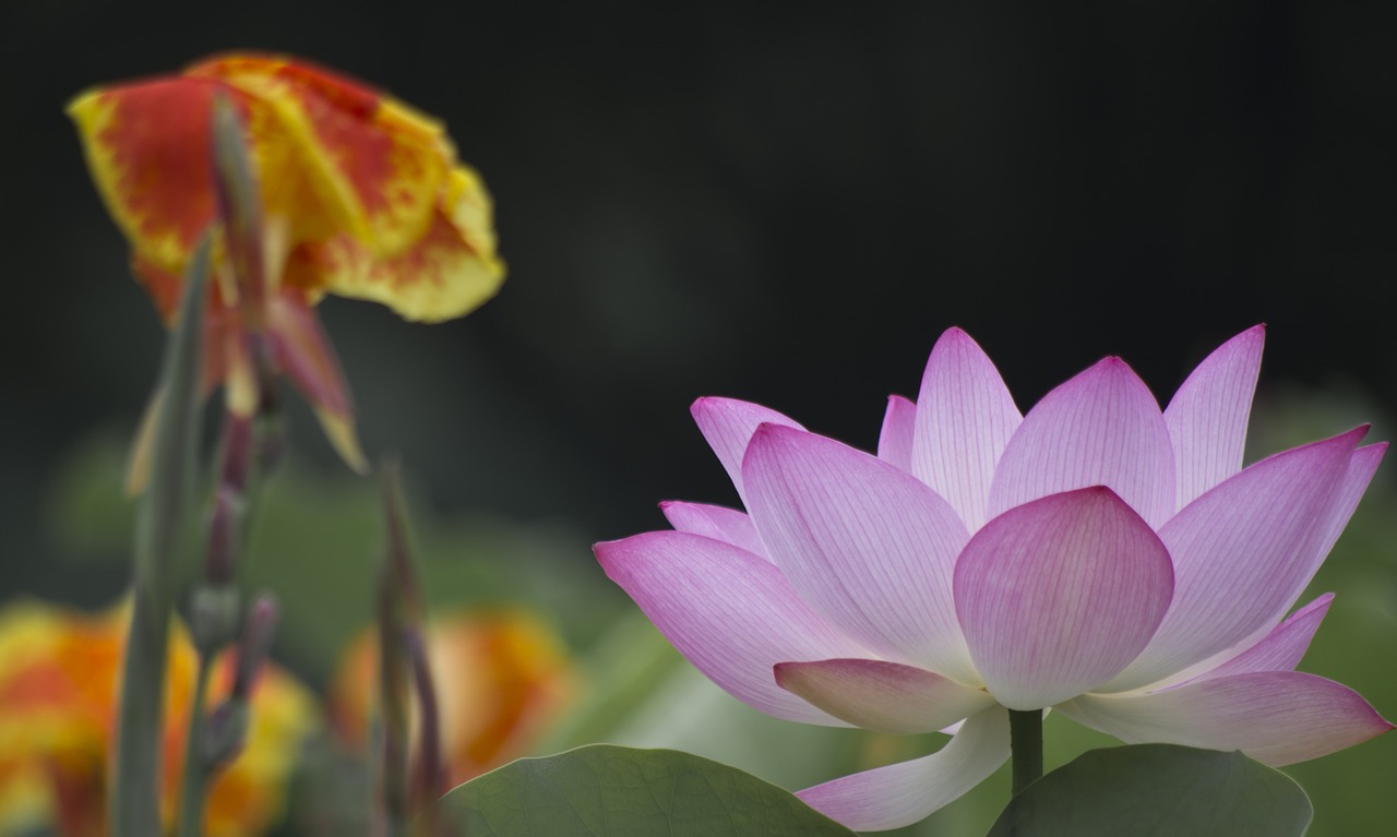 lotus good nice free photo