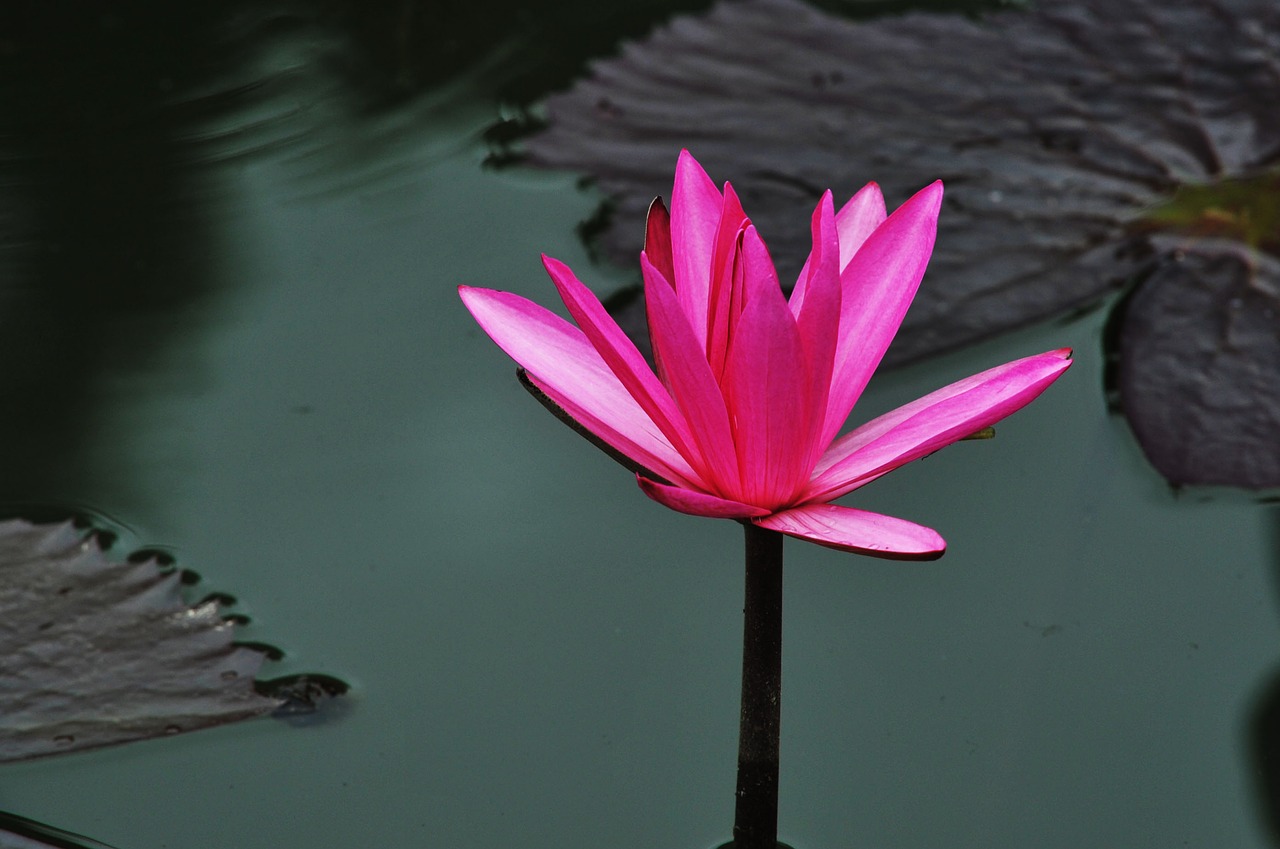 lotus water red free photo