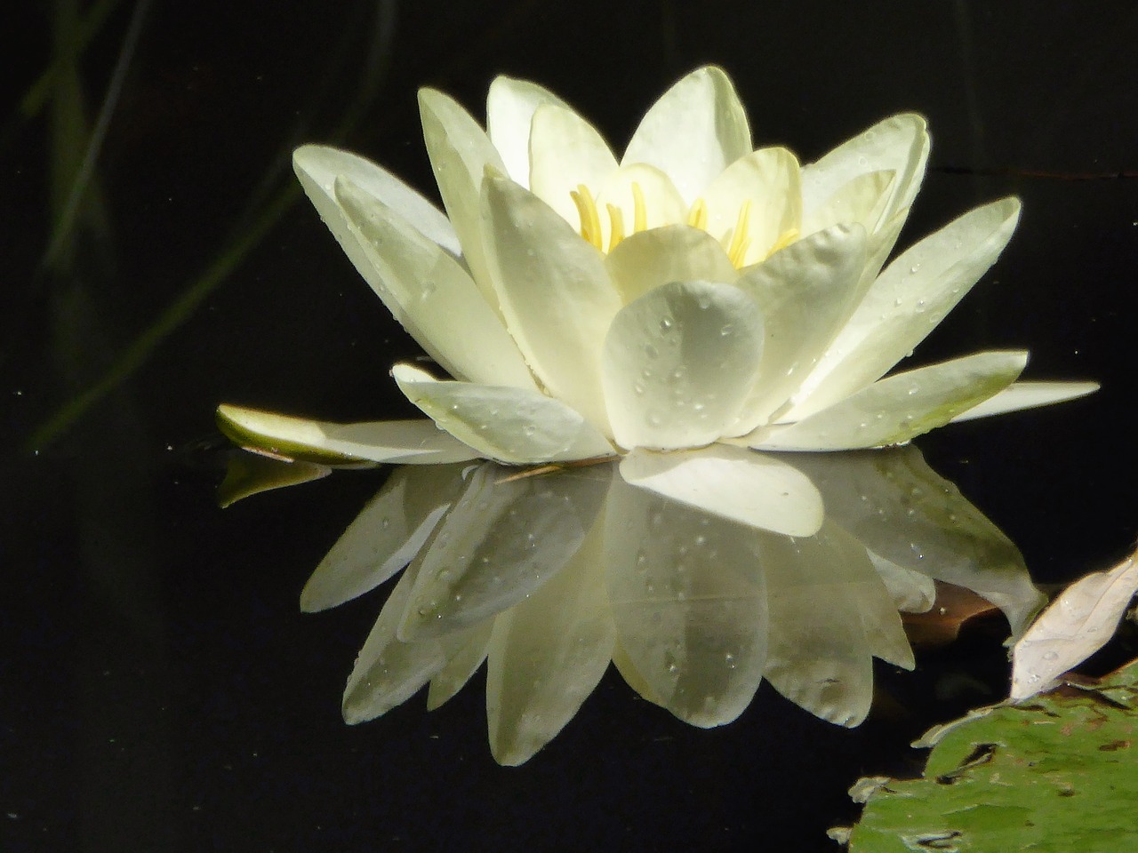 lotus water lily aquatic plant free photo
