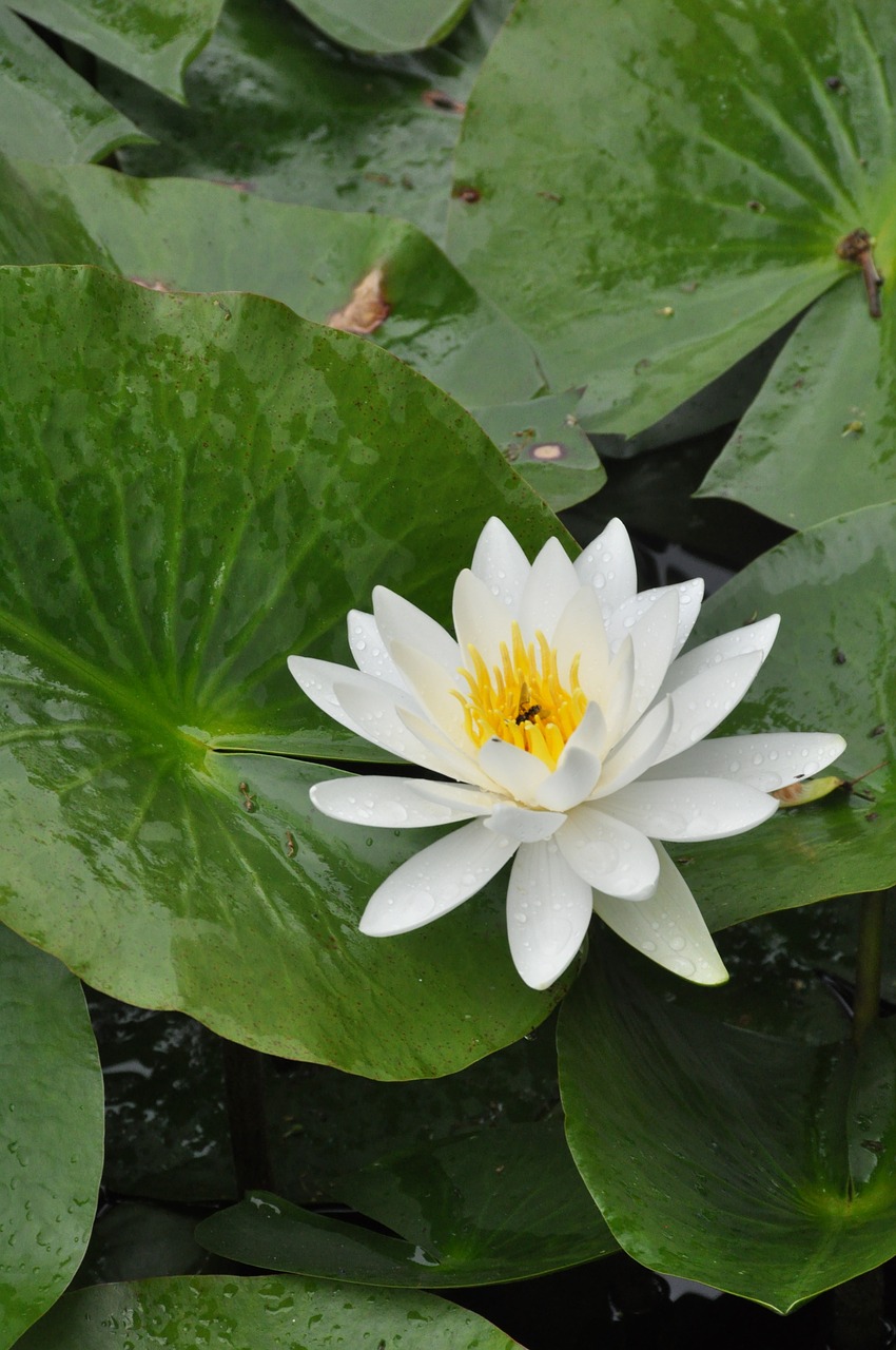 lotus flowers the water free photo