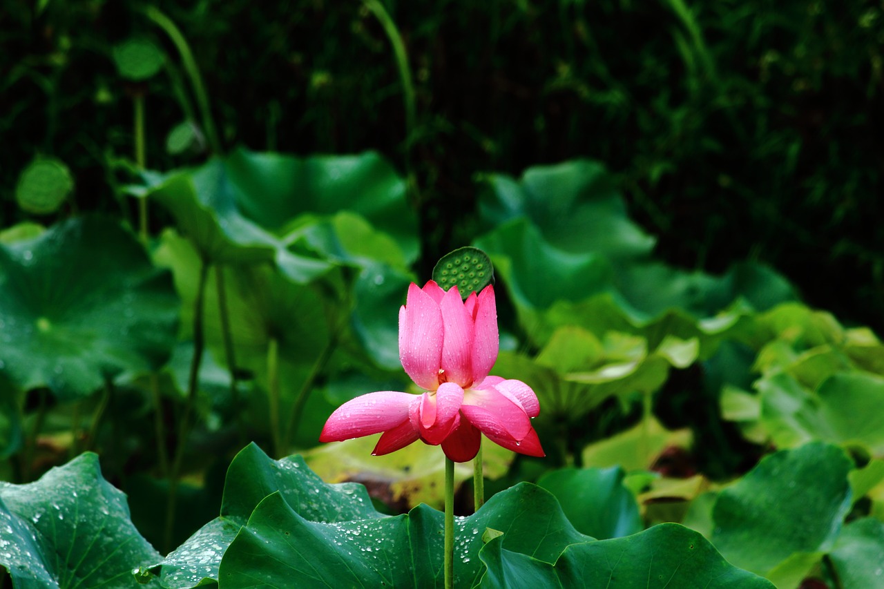 lotus summer flower free photo