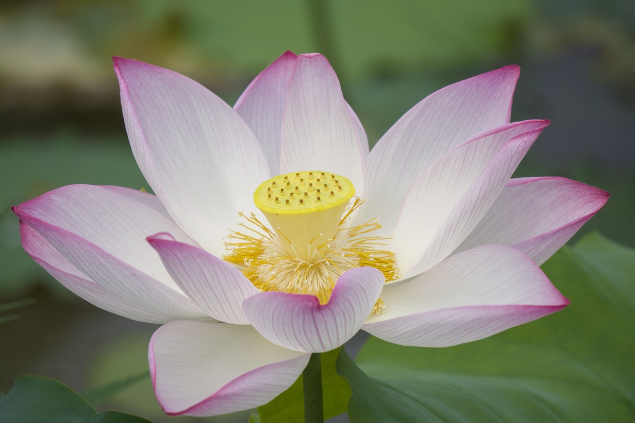 lotus plant in full bloom free photo