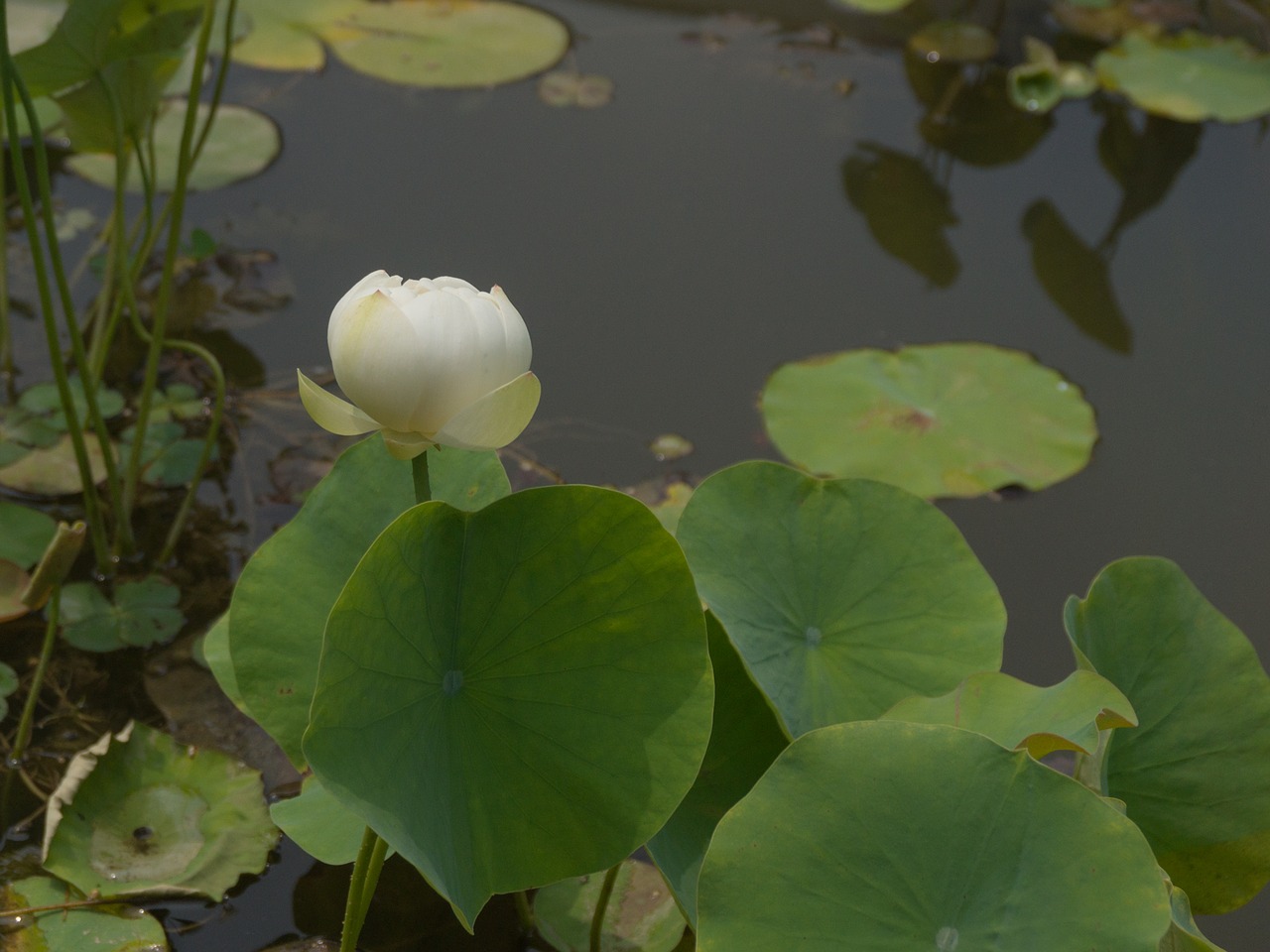 lotus pea coat lin aquatic free photo