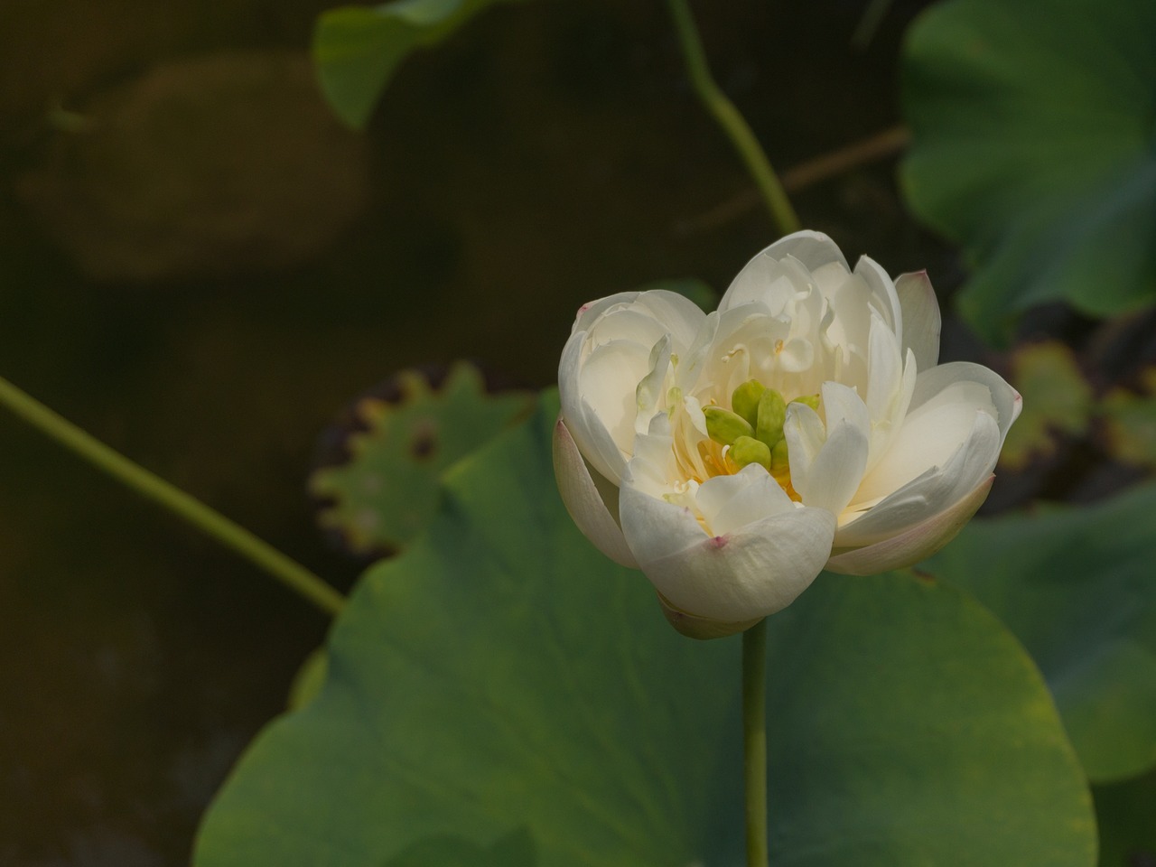 lotus pea coat lin aquatic free photo