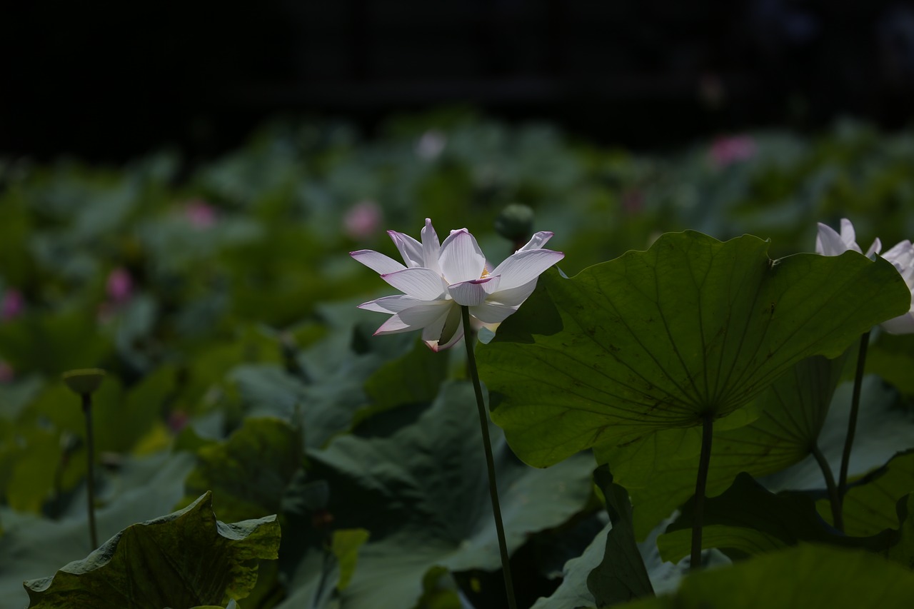 lotus flower botanical garden free photo