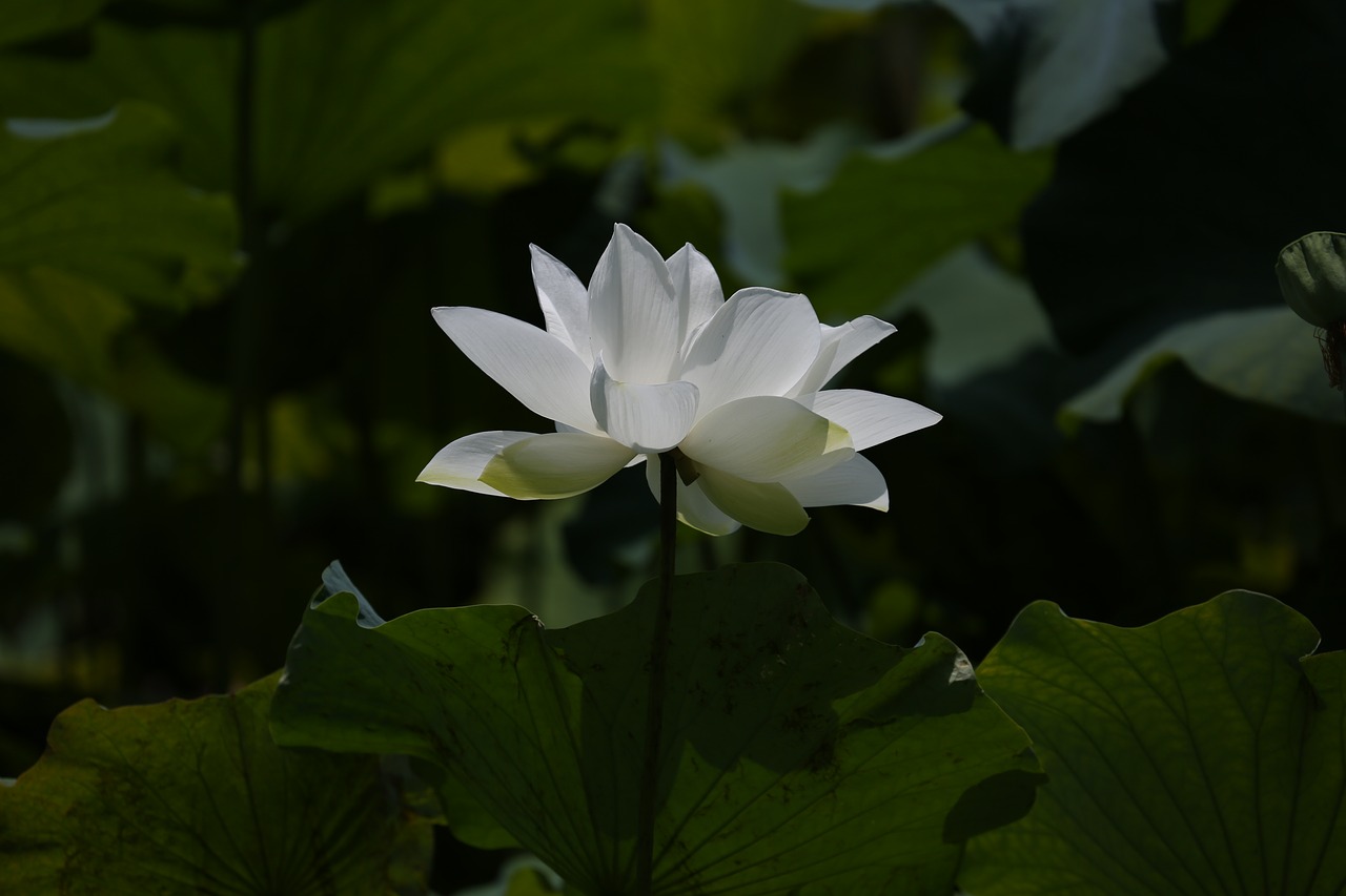 lotus flower botanical garden free photo