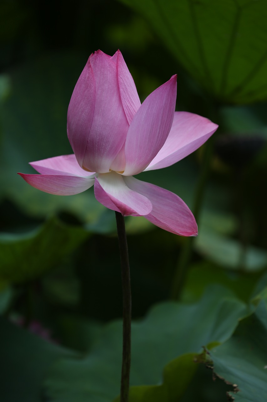 lotus flower botanical garden free photo