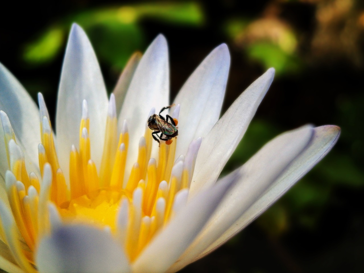 lotus bee flower free photo