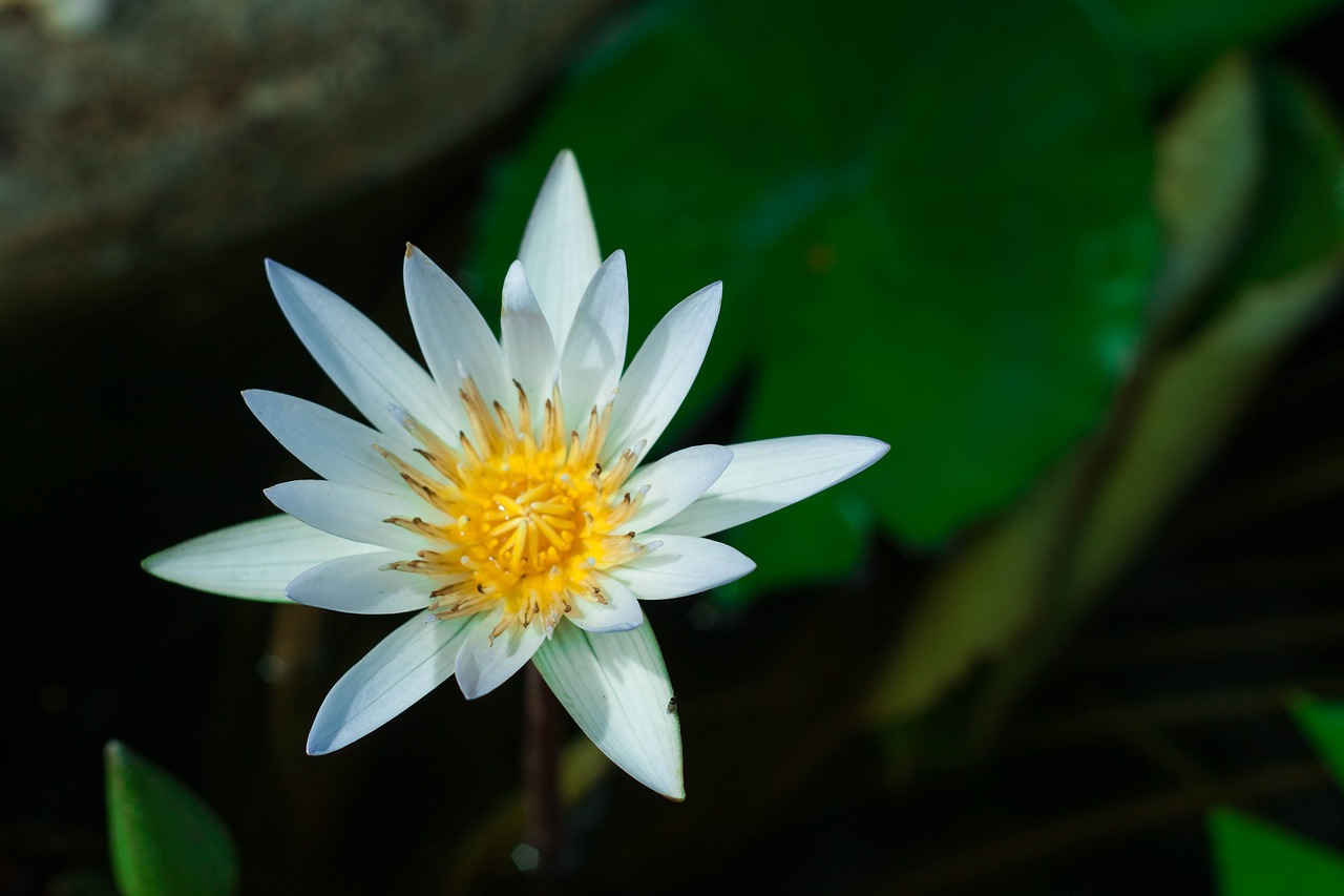 lotus flower flowers free photo