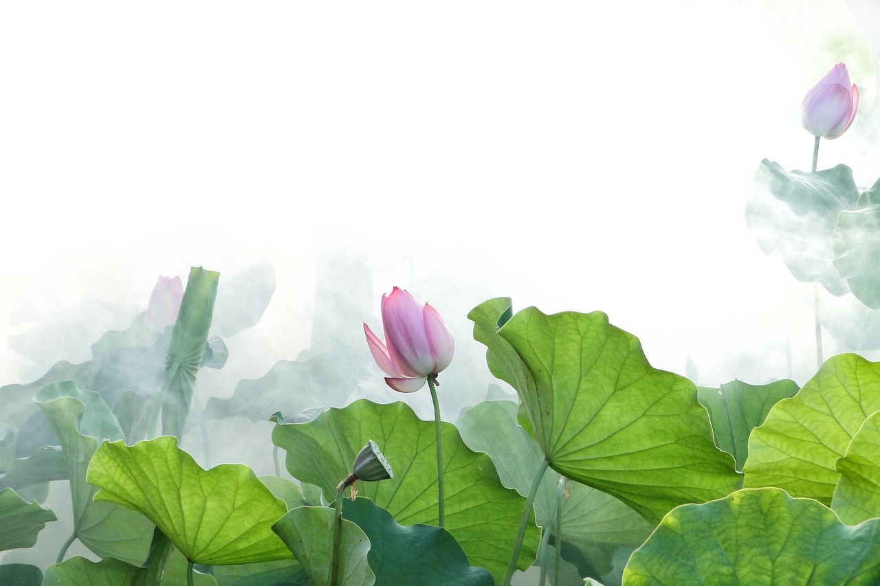 lotus summer fantasy free photo