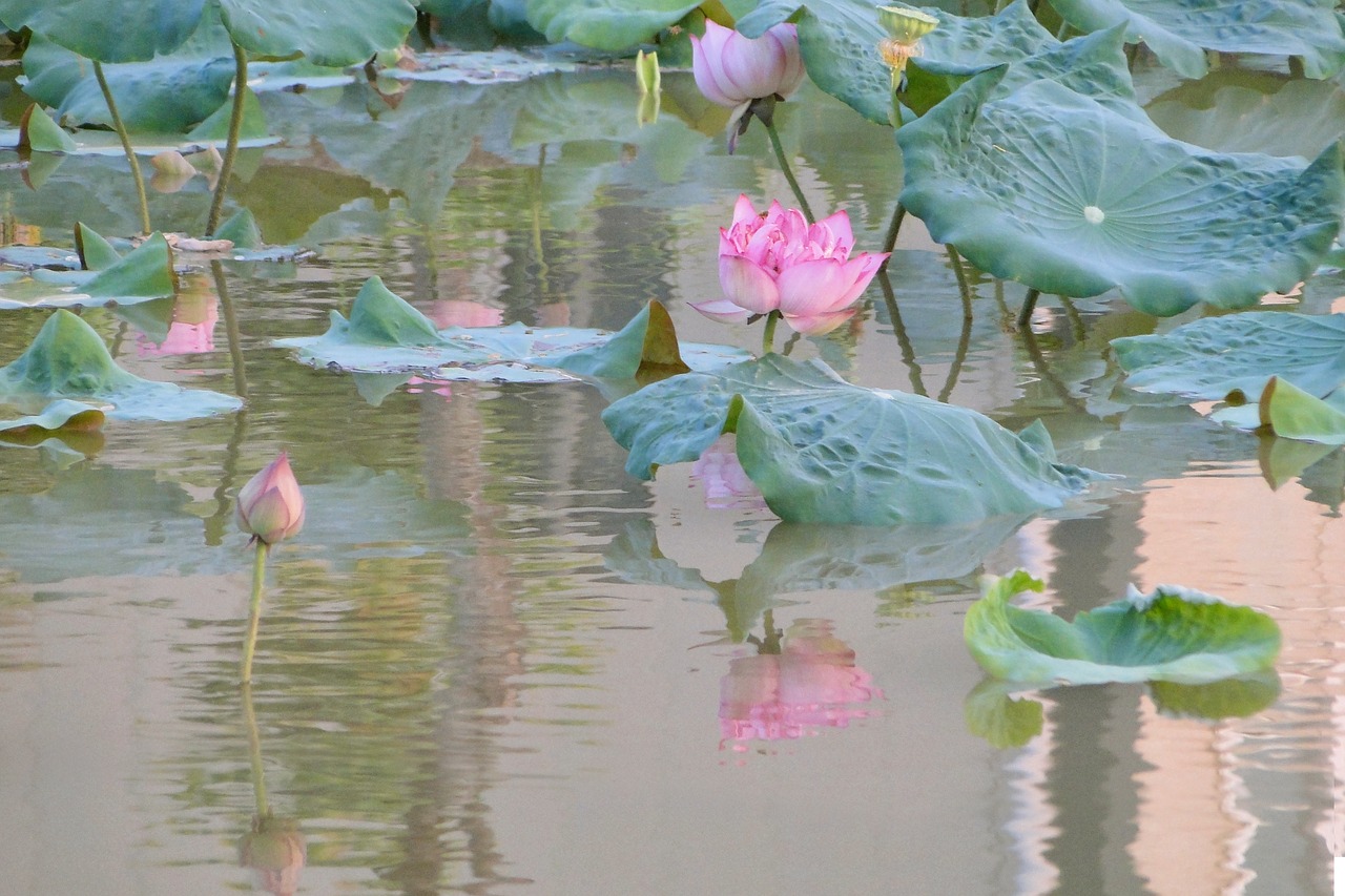 lotus summer hasuike free photo
