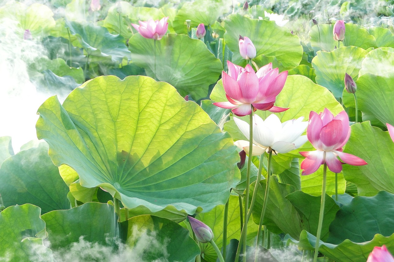 lotus summer hasuike free photo