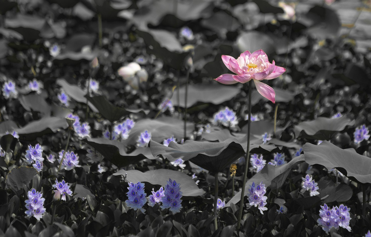 lotus goa color free photo