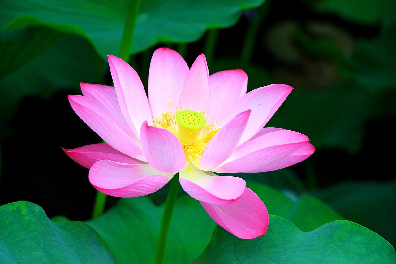 lotus in full bloom free pictures free photo