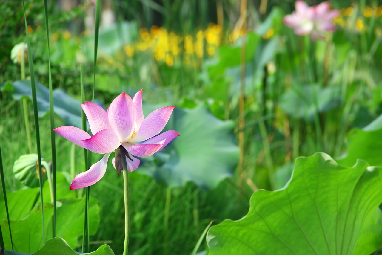 lotus summer free pictures free photo