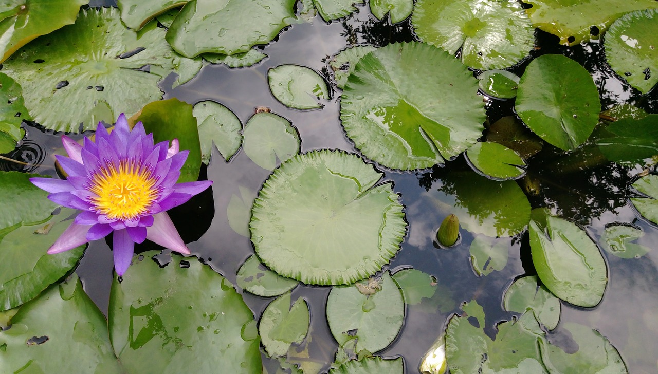 lotus purple clear the net free photo